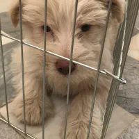 واگذاری سگ|سگ|ایلام, |دیوار