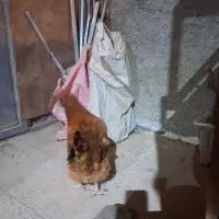 مرغ محلی ریشو وپاپر تخم گذار|حیوانات مزرعه|اردبیل, |دیوار