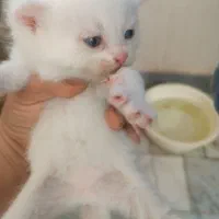 گربه|گربه|گرگان, |دیوار