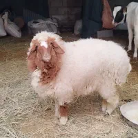 بره ماده|حیوانات مزرعه|کرخه, |دیوار