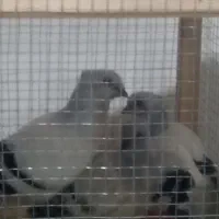 کبوتر شامی کاکلی