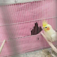 عروس هلندی|پرنده|کاشمر, |دیوار