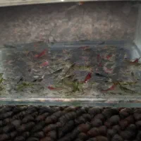 میگوی شیریمپ، جزئی و کلی