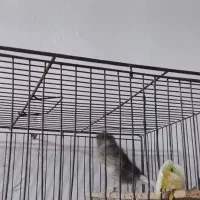 قناری|پرنده|بندرعباس, |دیوار