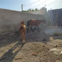 اسب
