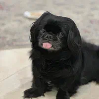 گمشده بیماری قلبی داره مژدگانی عالی|حیوانات|تهران, مسعودیه|دیوار