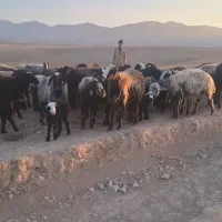 میش گوسفند بره دار جوان شال سالم|حیوانات مزرعه|آبگرم, |دیوار