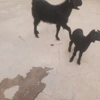 بز نر عالی واسه قربانی