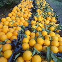 پرتقال نارنگی ژاپنی محلی|خوردنی و آشامیدنی|ساری, |دیوار