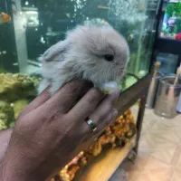 خرگوش لوپ در رنگهای متنوع با قیمتهای عالی|موش و خرگوش|مشهد, رضاشهر|دیوار