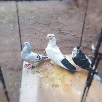 جفتگاهی|پرنده|نیشابور, مازول|دیوار