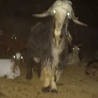 یک راس پازن  یا دوبر دو نیم ساله اصل شهر کردی