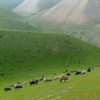 اجاره حق چراگاه و دامداری روستای حصار عبدالکریم