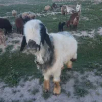 قوچ بختیاری جون