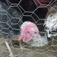 فروش بوقلمون