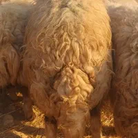 فروشی|حیوانات مزرعه|سرچهان, |دیوار