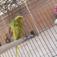 مرغ عشق پروانه ای|پرنده|شاهینشهر, فدک|دیوار