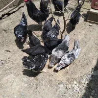 مرغ خروس گلین