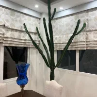 کاکتوس افوربیا|گل و گیاه طبیعی|کرج, فاز ۱ مهرشهر|دیوار