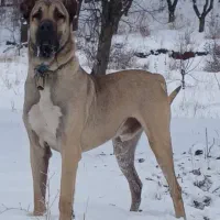 واگذاری سگ سرابی