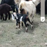 گوسفند وبز|حیوانات مزرعه|اردبیل, |دیوار