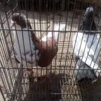 3تا ماده|حیوانات|زرند, |دیوار