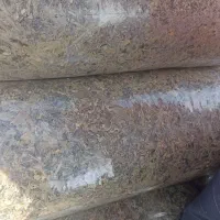 ذرت علوفه ای