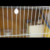 فنج گلدین سبز با تخم