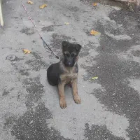 سگ ژرمن شپرد اصیل وارداتی|سگ|تبریز, |دیوار