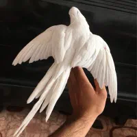 عروس هلندی آلبینو|پرنده|کاشان, ۲۲ بهمن|دیوار