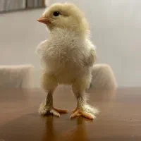 جوجه برهما گلد و لایت