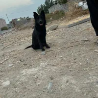 ژرمن بلک کلاس A