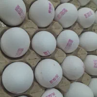 تخم مرغ شانه ای تاریخ روز زیر قیمت بازار