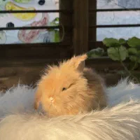 خرگوش مینی لوپ عروسکی/ بانی پت