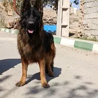 ژرمن شولاین موبلند