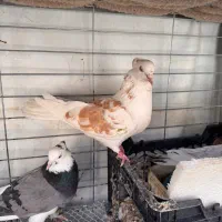 کبوتر|پرنده|خمینی‌شهر, |دیوار