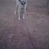 سگ پاکوتاه نر