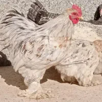 بلدرچین ماده مرغ کوشین برهما لهستانی جاپینز آمروک