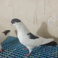 کفتر افغانی