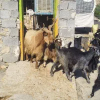 پازن درجه یک