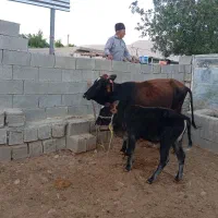 فروش گاو گوساله دار