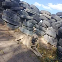 سرابی اصل گله