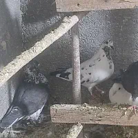 کبوتر درپرشی|پرنده|قم, زند آباد|دیوار