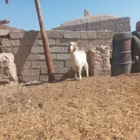 دوتا کره چاق و چلبک