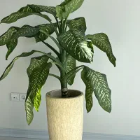 فروش گل دفین باخیا|گل و گیاه طبیعی|تهران, حکیمیه|دیوار