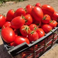 ۲۰الی۱۵هکتار زمین و آب جهت زراعت شراکتی ۳ساله|اجارهٔ دفتر صنعتی، کشاورزی، تجاری|کازرون, |دیوار