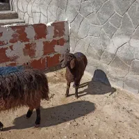 میش۱|حیوانات مزرعه|چناران, |دیوار