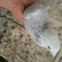 3تا ماده پلاکی