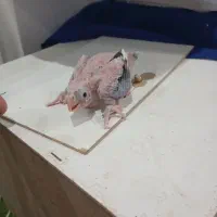 یک جفت عروس