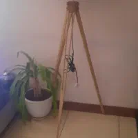 آباژور کنار سالنی